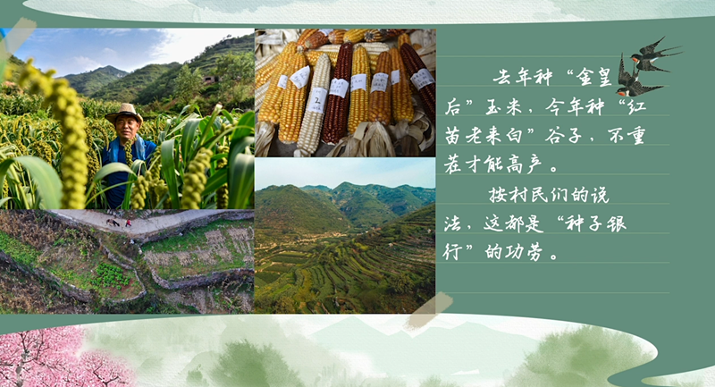 春耕時節 我們在行動_光明網(圖36)