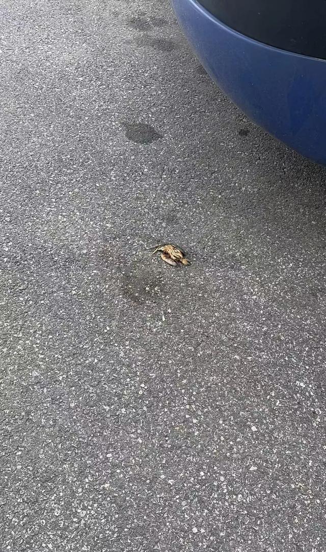 九游體育：武漢天河機場疑多只翠鳥撞玻璃死亡目擊者：T3航站樓玻璃幕墻下看到5只翠鳥尸體；工作人員回應(圖2)